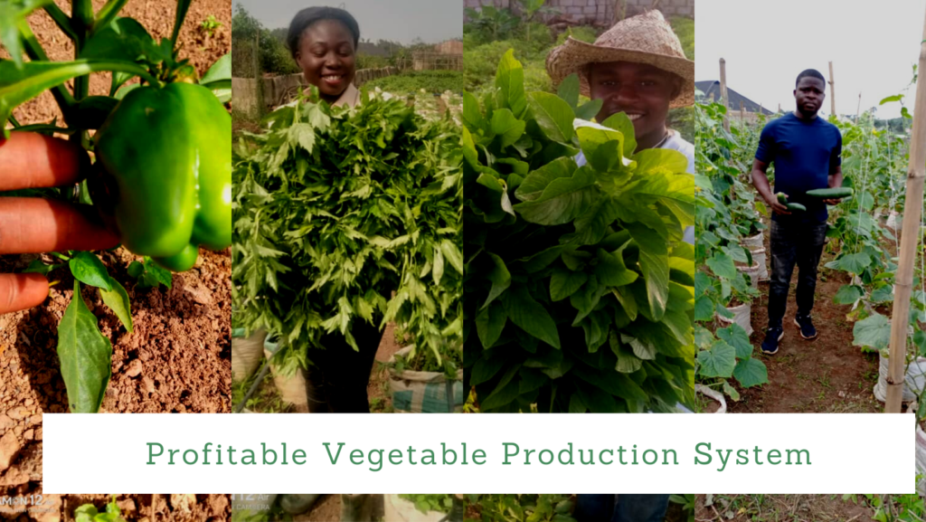Farm Internship
