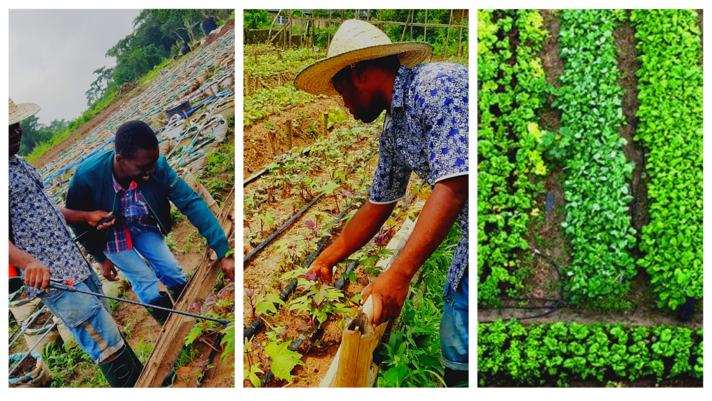 Farm Internship