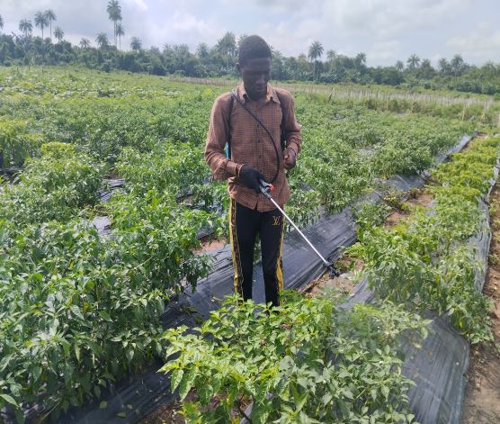 Farmer Spraying Pesticides