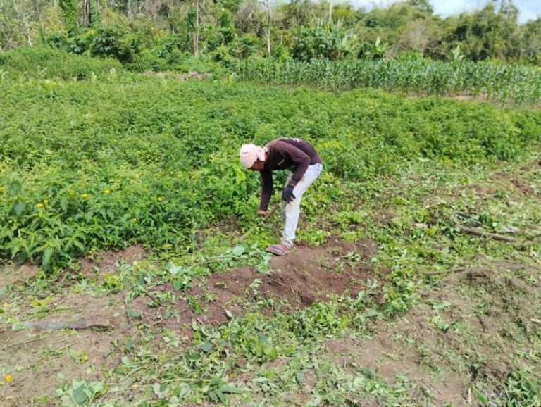 A farm worker clearing the land
