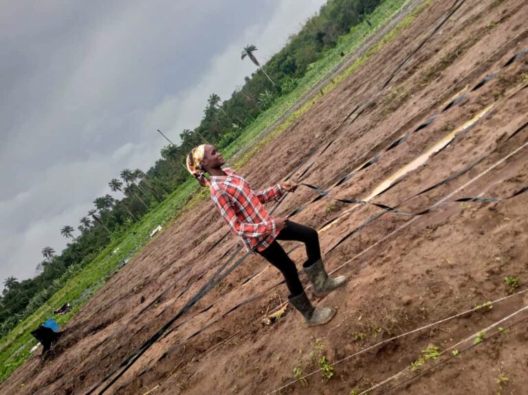 A farmer laying the irrigation system