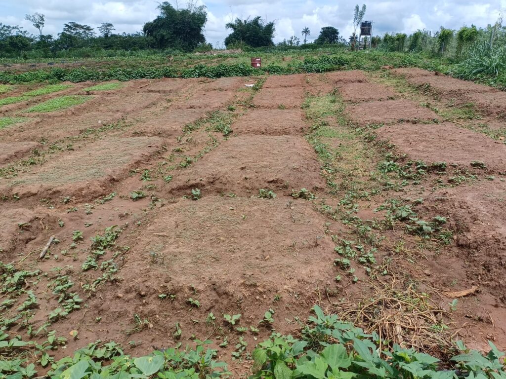 Picture of a farm bed