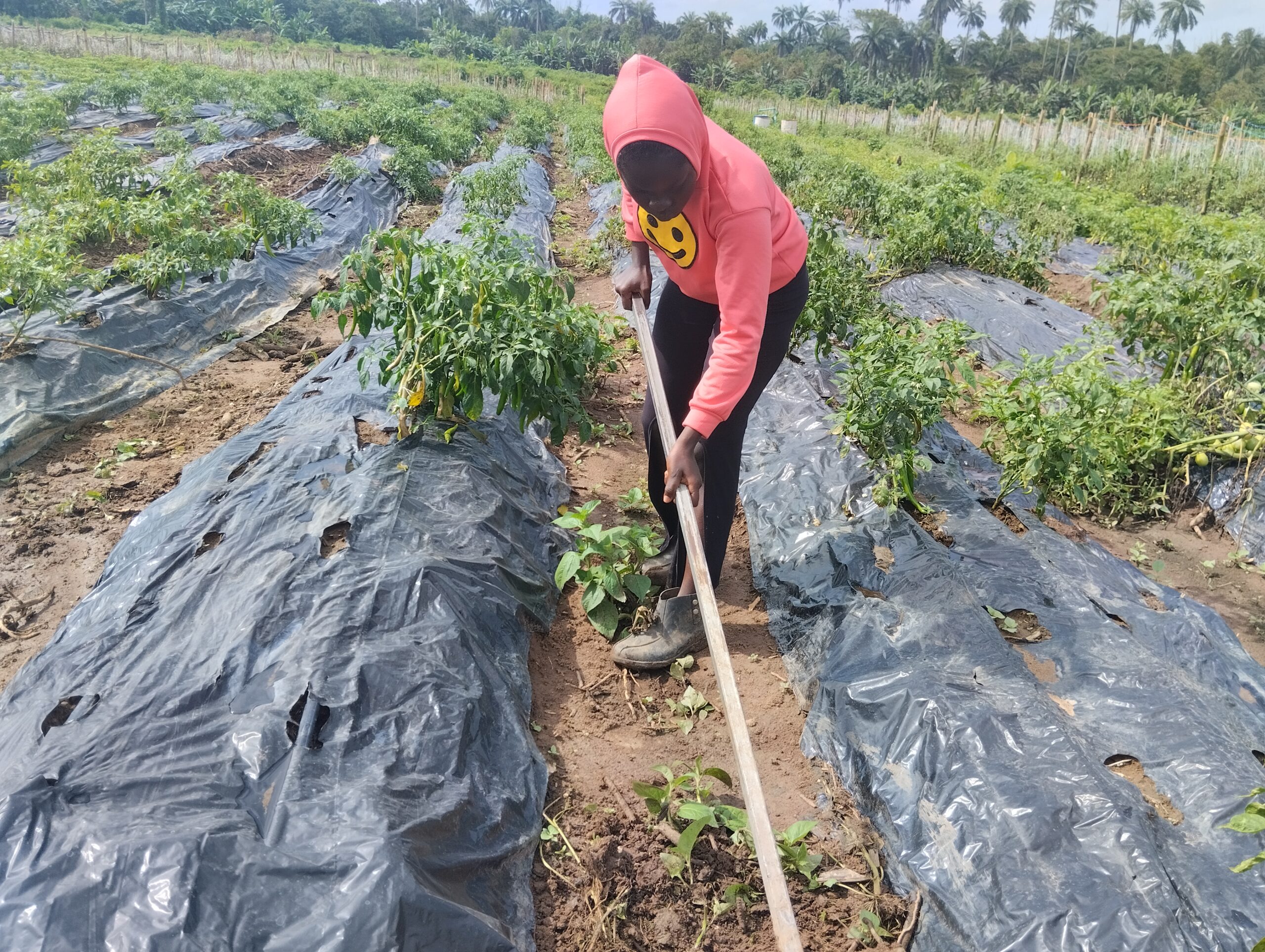 Farmer using standing hoe to weed