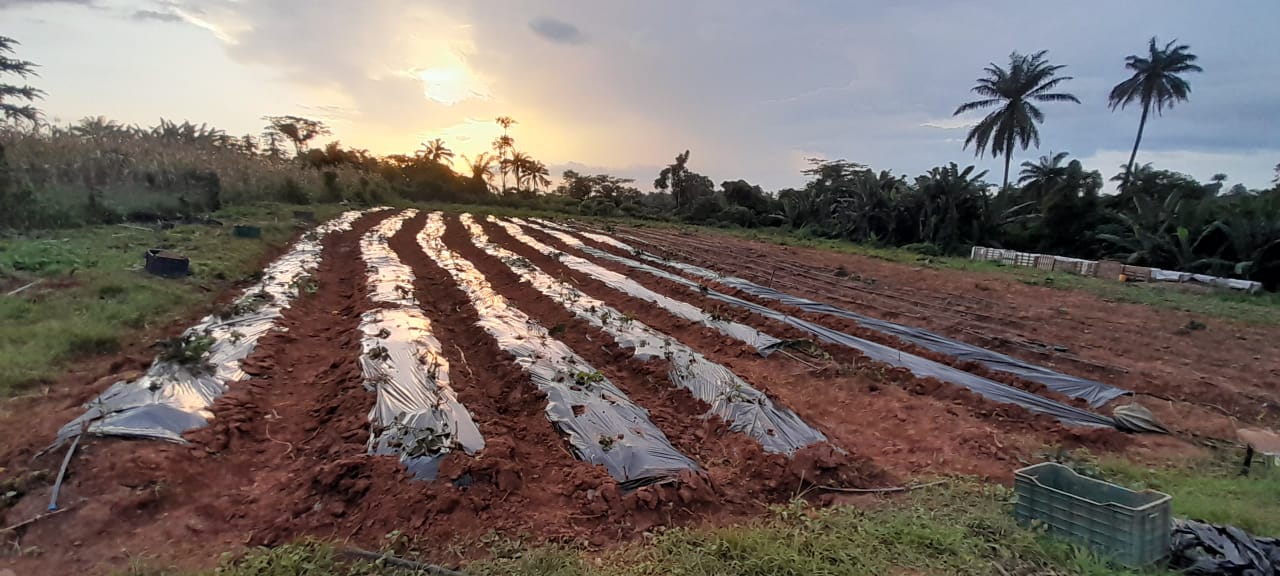 Mulching to conserve water