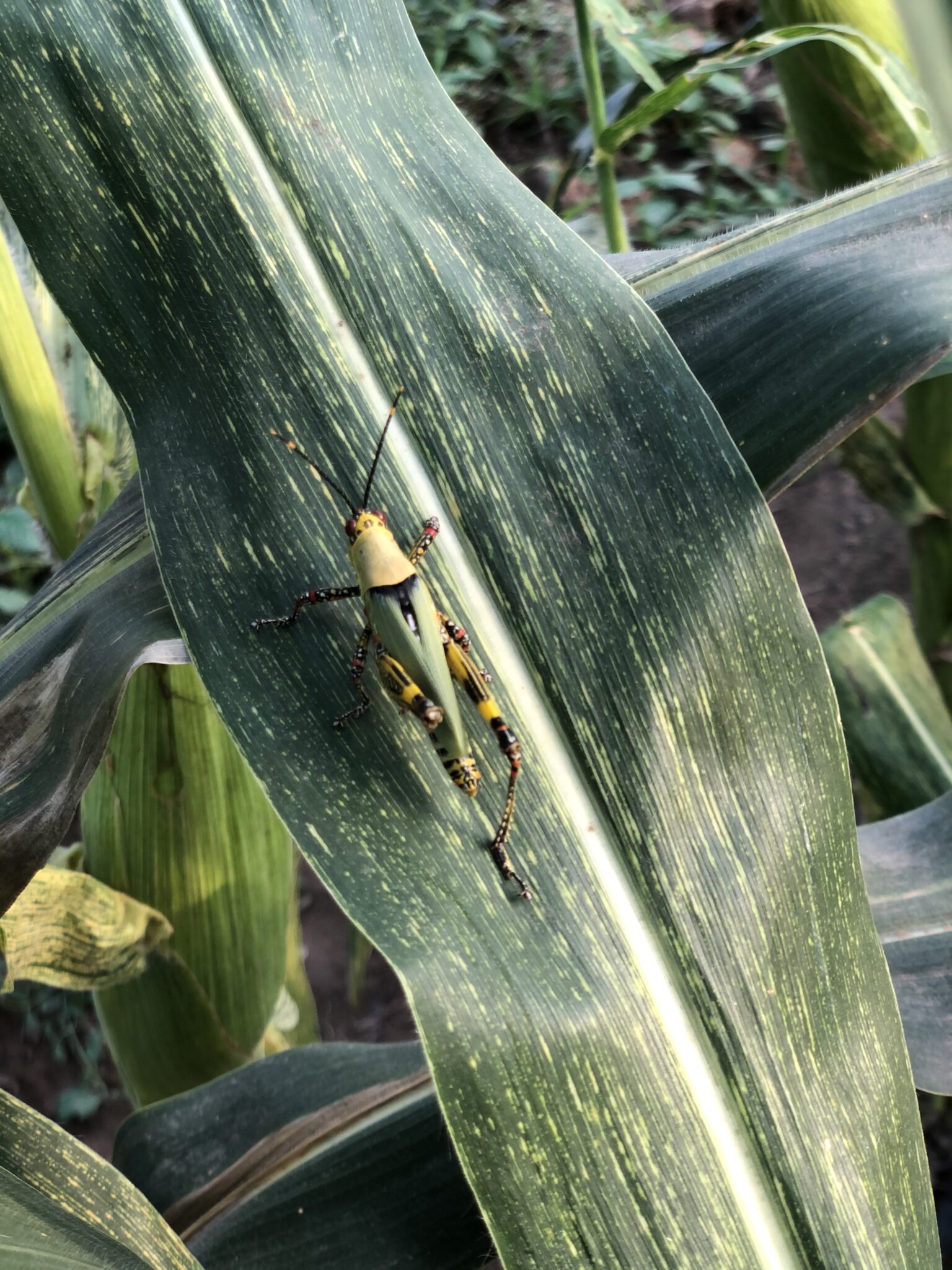 Grasshopper on a leaf form Farmwella