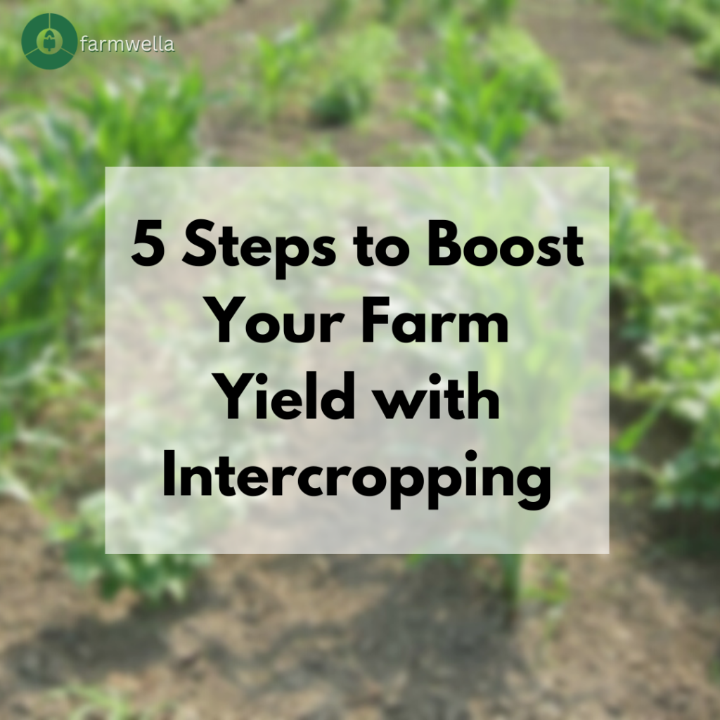 Blog cover for intercropping