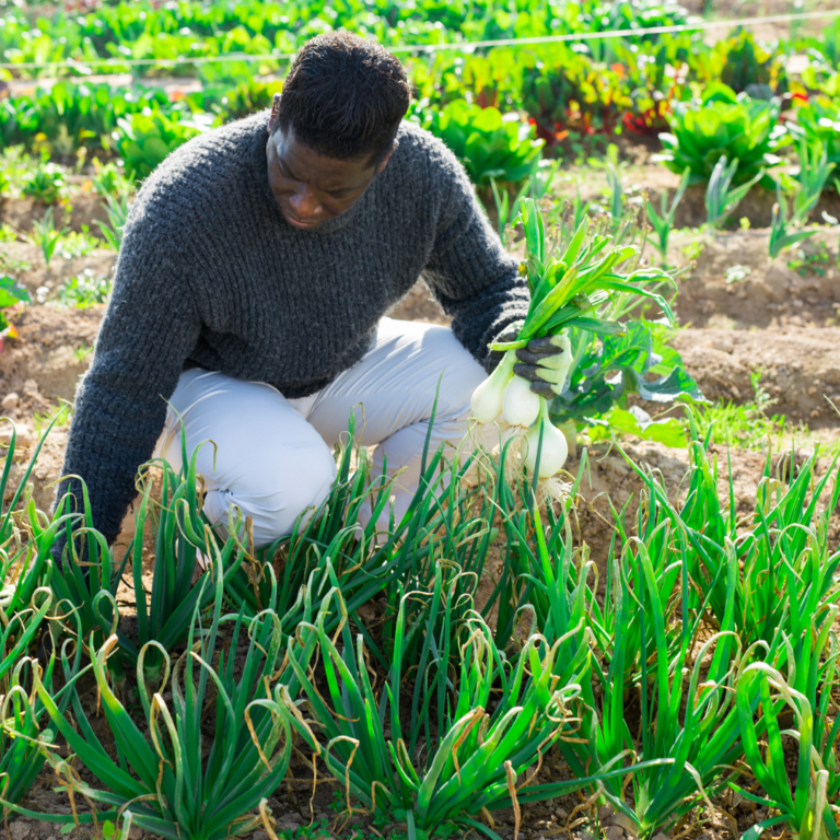 Top 5 Most Profitable Crops to Grow on Your Startup Farm In Africa