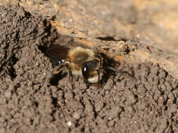 4 Effective Ways to Attract Pollinators on Your Farm