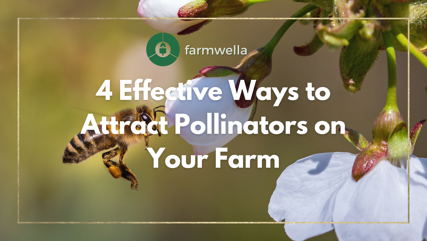pollinators blog cover