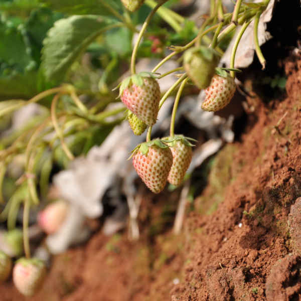 Is Organic Farming Worth The Hype 