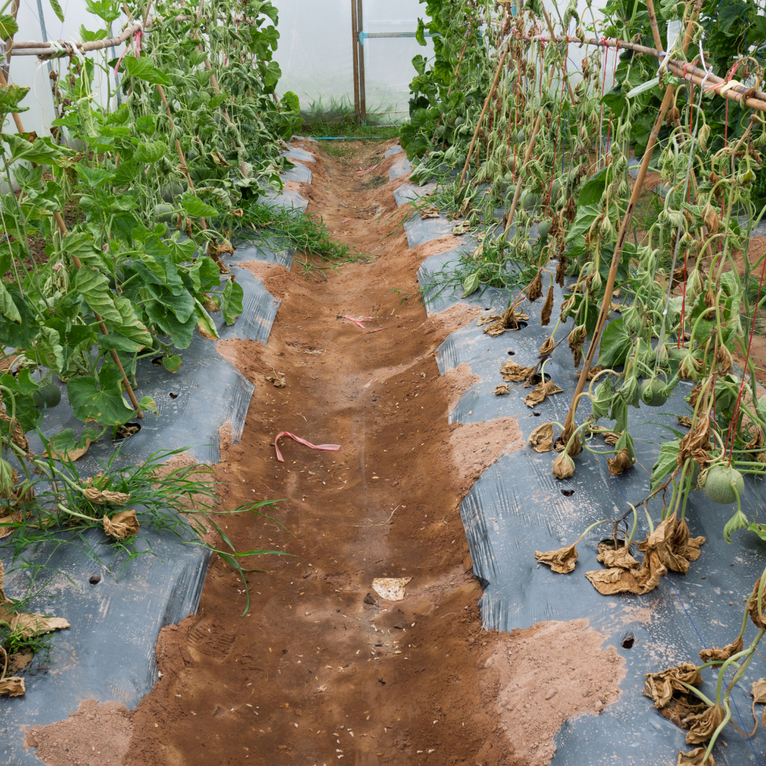 failed crops