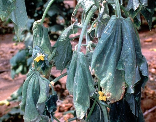 Fusarium Wilt