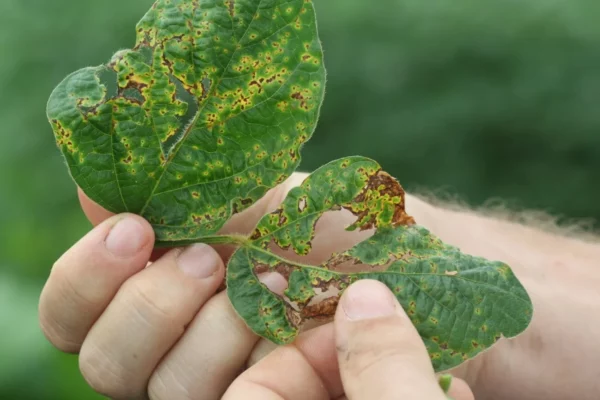 Bacterial-blight