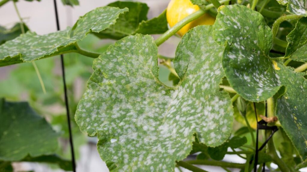 Powdery Mildew